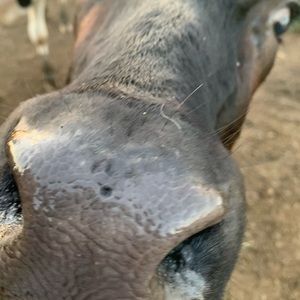 Meet your Posher, Bryce